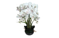 Orchid Pot Flower Arrangement