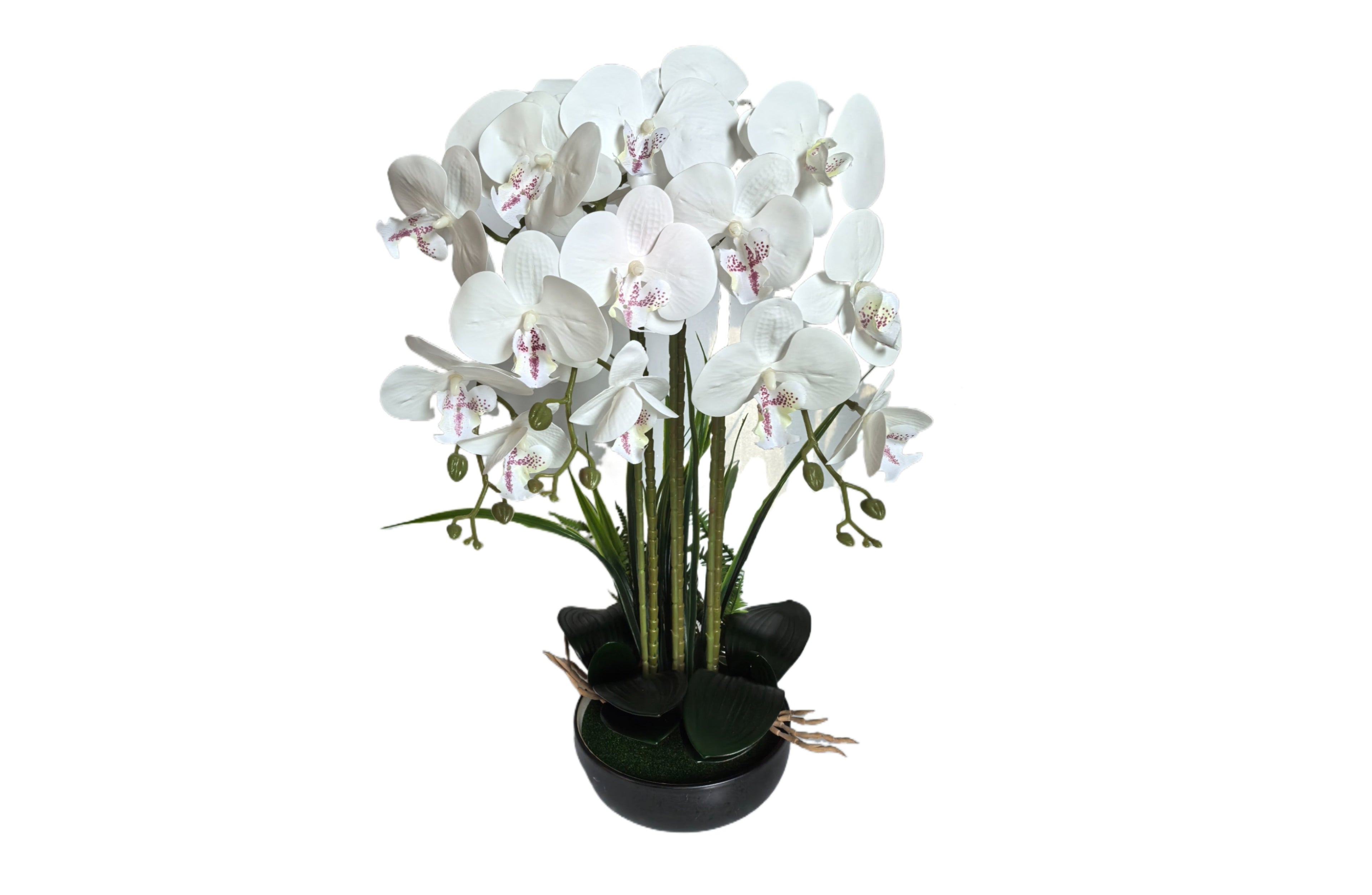 Orchid Pot Flower Arrangement