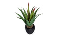 Aloe With Pot