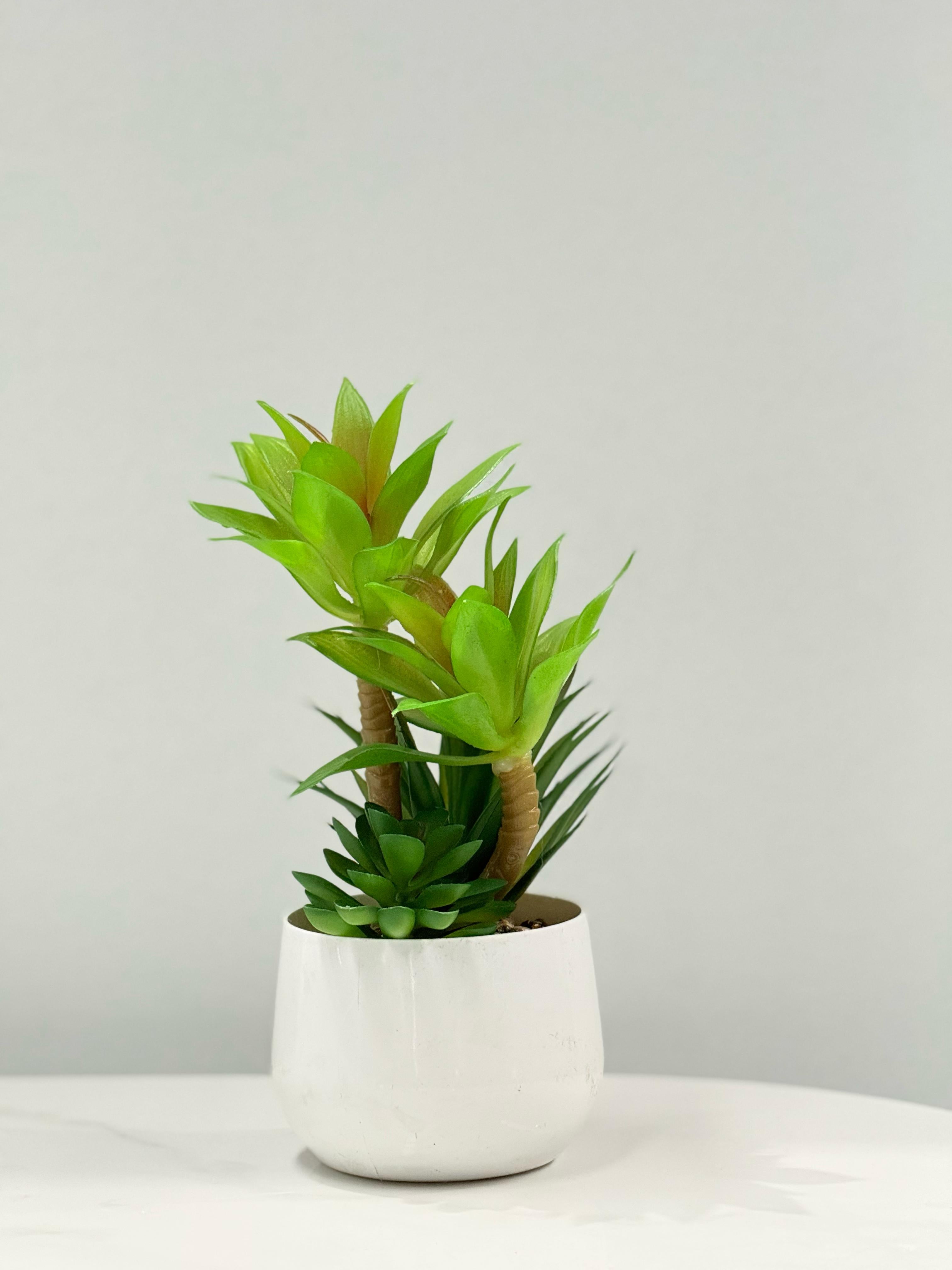  Lifelike 23cm artificial succulent in a sleek white pot, styled in a modern interior setting – perfect for desks, shelves, or tables
