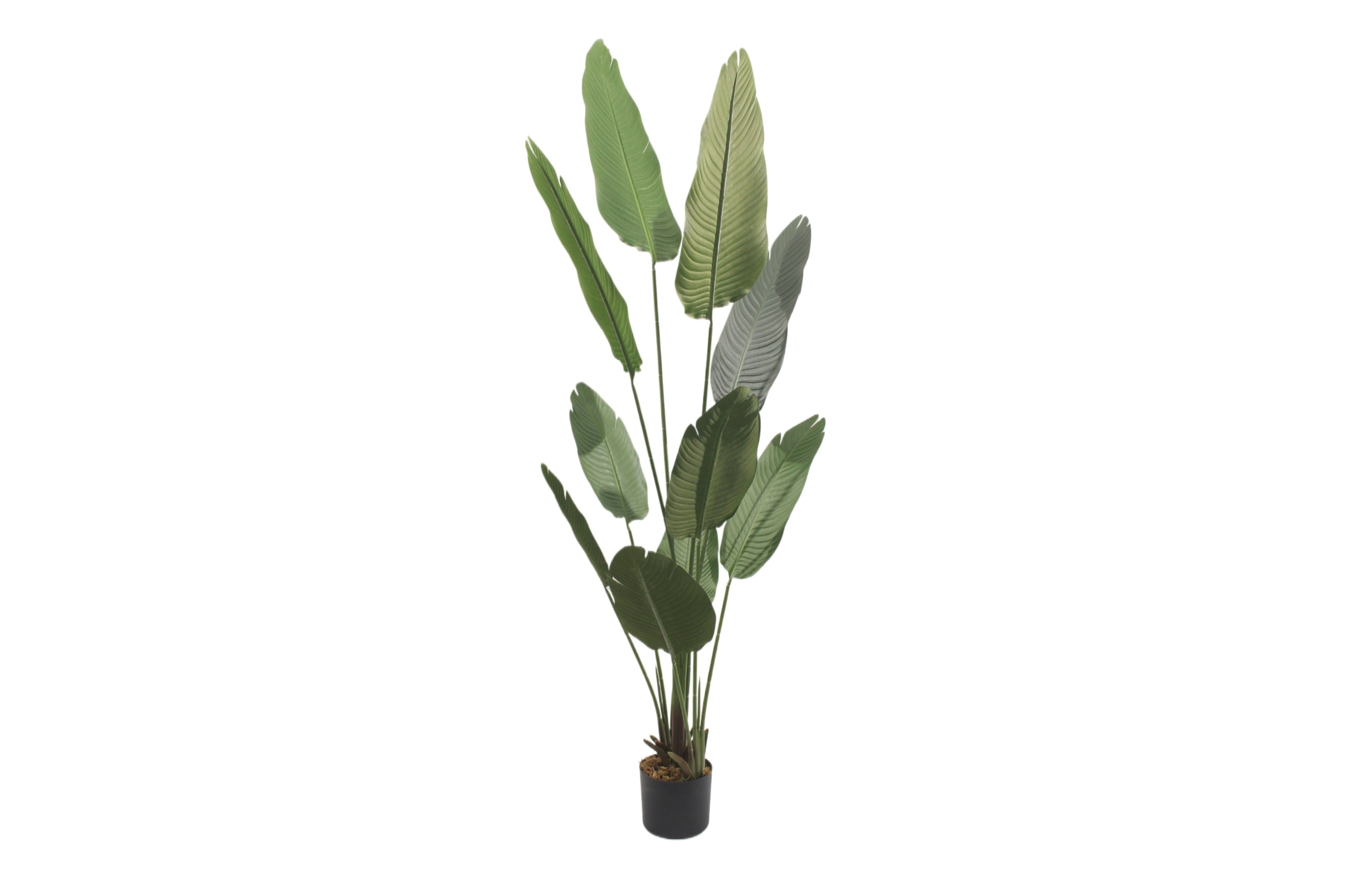 Tall artificial bird of paradise plant in black pot, 180cm.